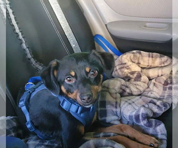 Medium Photo #2 Chihuahua-Unknown Mix Puppy For Sale in Yuba City, CA, USA