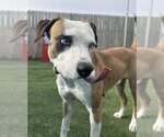 Small #7 American Staffordshire Terrier Mix