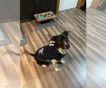 Small #4 Lab-Pointer