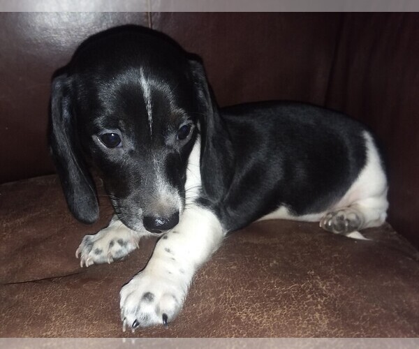 Medium Photo #1 Dachshund Puppy For Sale in ELLIJAY, GA, USA