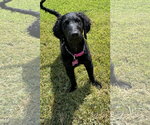 Small #3 Goldendoodle