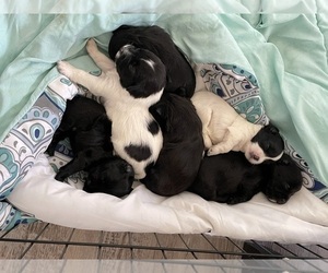 Markiesje-Shorkie Tzu Mix Puppy for sale in EAST ORANGE, NJ, USA