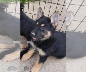 German Shepherd Dog Puppy for Sale in FORT WORTH, Texas USA