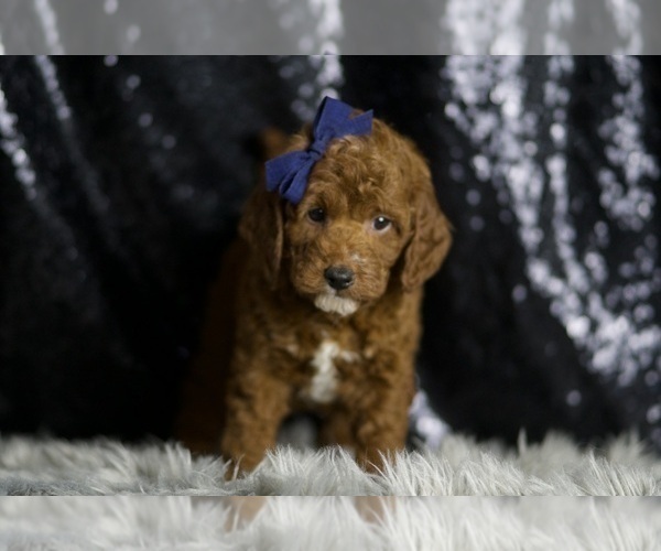Medium Photo #113 Goldendoodle (Miniature) Puppy For Sale in WARSAW, IN, USA