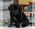 Small #3 Bernedoodle (Miniature)-Labrador Retriever Mix