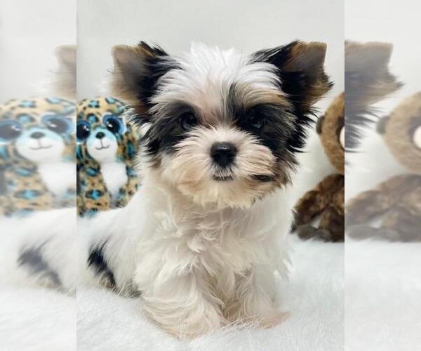 Medium Photo #3 Yorkshire Terrier Puppy For Sale in MIAMI, FL, USA