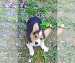 Puppy Joey Pembroke Welsh Corgi