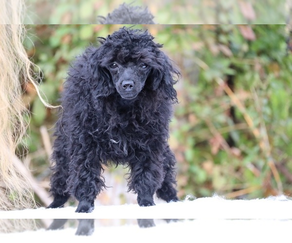 Medium Photo #32 Poodle (Toy) Puppy For Sale in DYERSBURG, TN, USA