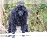 Small #31 Poodle (Toy)
