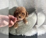 Small #2 Poodle (Toy)