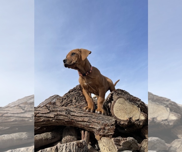 Medium Photo #14 Rhodesian Ridgeback Puppy For Sale in MORONGO VALLEY, CA, USA