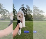 Small Photo #2 Old English Sheepdog Puppy For Sale in HAYFIELD, MN, USA