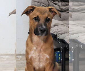 Simon - Male Labrador Retriever-Unknown Mix Dog for Adoption - Photo #3