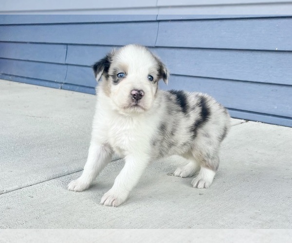 Medium Photo #5 Australian Shepherd Puppy For Sale in LODA, IL, USA