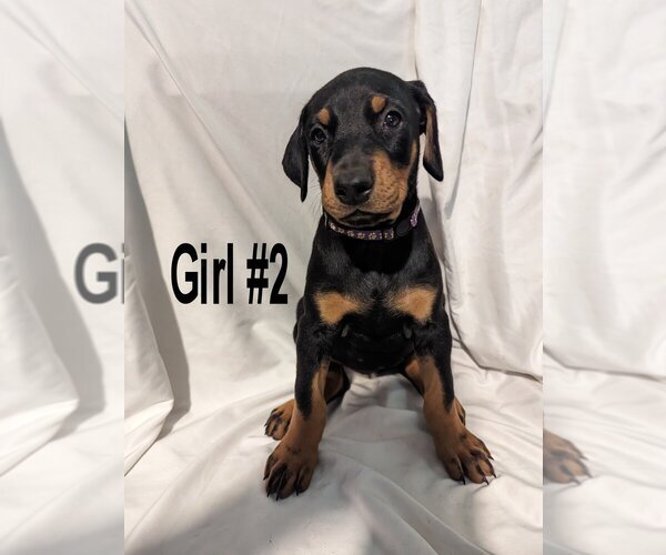Medium Photo #8 Doberman Pinscher Puppy For Sale in FLINT, TX, USA