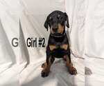 Small Photo #8 Doberman Pinscher Puppy For Sale in FLINT, TX, USA
