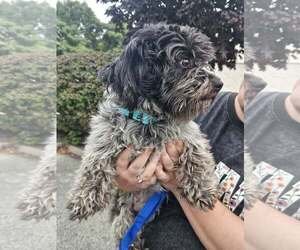 Shih Tzu-Unknown Mix Dogs for adoption in Woodbury, NY, USA