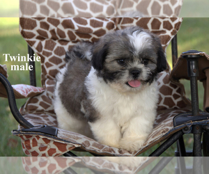 Shih Tzu Puppy for sale in CLARE, MI, USA