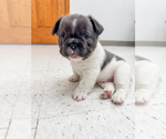 Small #18 French Bulldog