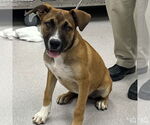 Small #1 Boxer Mix