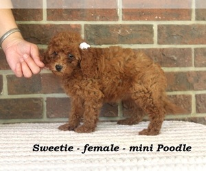 Poodle (Toy) Puppy for sale in CLARKRANGE, TN, USA