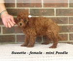 Image preview for Ad Listing. Nickname: Sweetie