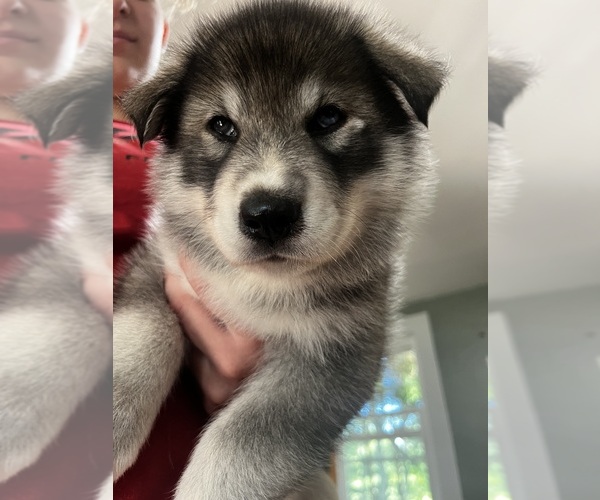 Medium Photo #1 Siberian Husky Puppy For Sale in EXETER, RI, USA