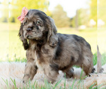 Small Photo #10 Cocker Spaniel Puppy For Sale in WARSAW, IN, USA