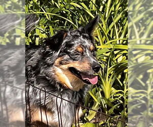 Australian Shepherd-Unknown Mix Dogs for adoption in Wheaton, IL, USA