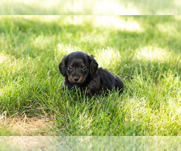 Medium Photo #8 Dachshund Puppy For Sale in NAPPANEE, IN, USA