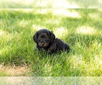 Small #7 Dachshund