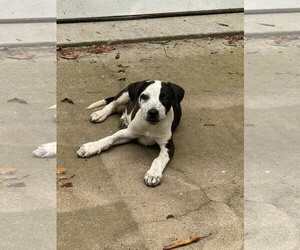 German Shorthaired Pointer-Pointer Mix Dogs for adoption in Stover, MO, USA