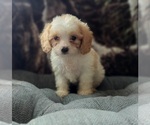 Small Photo #3 Cavapoo Puppy For Sale in FRYTOWN, IA, USA
