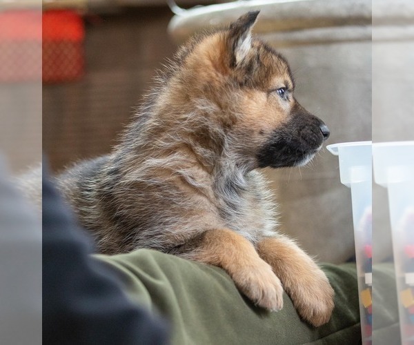 Medium Photo #10 Native American Indian Dog Puppy For Sale in WEST STOCKBRIDGE, MA, USA