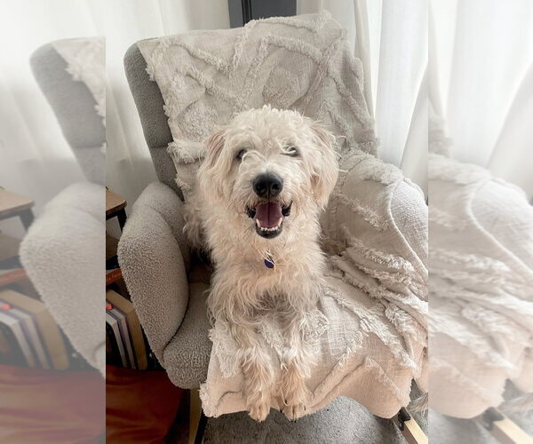 Medium Photo #2 Unknown-Wheaten Terrier Mix Puppy For Sale in Bellingham, WA, USA