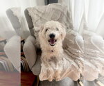 Small #1 Wheaten Terrier Mix