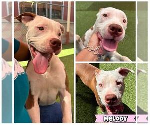 American Staffordshire Terrier-Unknown Mix Dogs for adoption in San Antonio, TX, USA