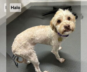 Havanese Dogs for adoption in Ellijay, GA, USA