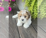 Small #2 Havanese