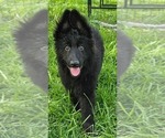 Small German Shepherd Dog