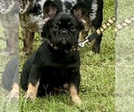 Small #14 French Bulldog