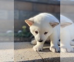Small #1 Shiba Inu