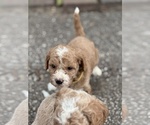 Small Photo #7 Goldendoodle (Miniature) Puppy For Sale in SAINT MARYS, KS, USA