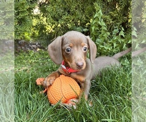 Dachshund Puppy for sale in MIDDLEBURY, IN, USA
