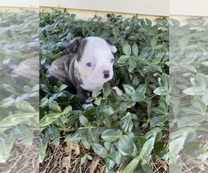 Boston Terrier Puppy for Sale in FREDONIA, Kansas USA