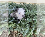 Small Boston Terrier