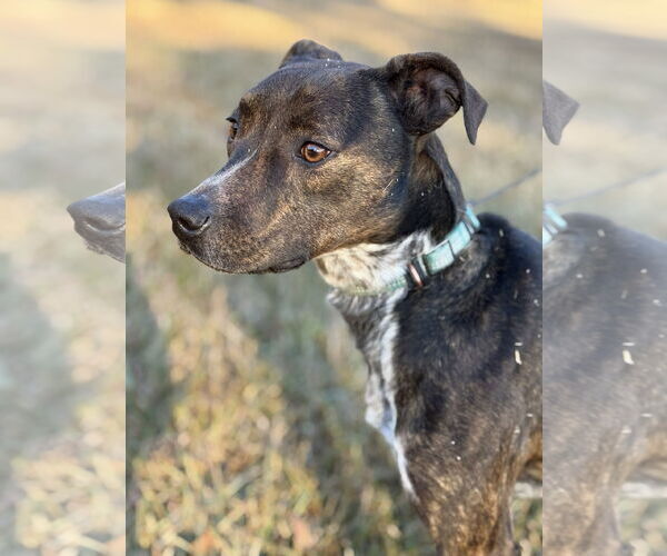 Medium Photo #2 Mountain Cur-Unknown Mix Puppy For Sale in Attalka, AL, USA