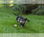 Small #2 Dachshund