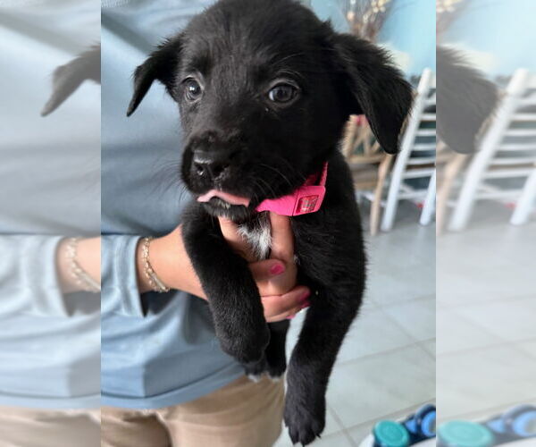 Medium Photo #3 Gollie Puppy For Sale in Canton, CT, USA