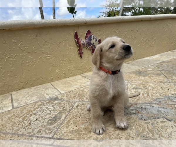 Medium Photo #3 Labradoodle Puppy For Sale in FORT LAUDERDALE, FL, USA
